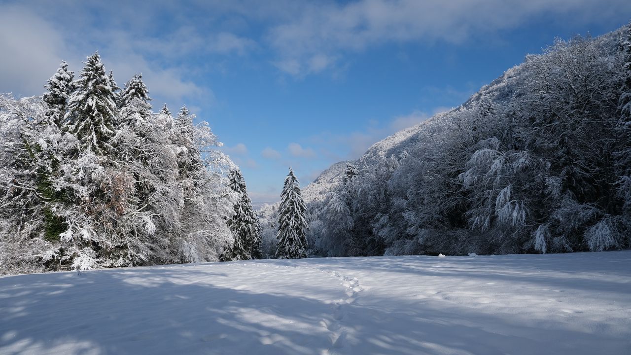 Обои елки, деревья, снег, пейзажзима