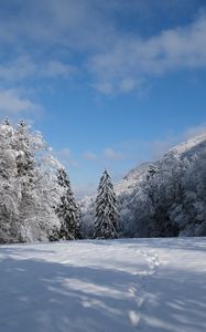 Превью обои елки, деревья, снег, пейзажзима