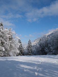 Превью обои елки, деревья, снег, пейзажзима