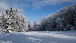 Превью обои елки, деревья, снег, пейзажзима