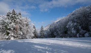 Превью обои елки, деревья, снег, пейзажзима