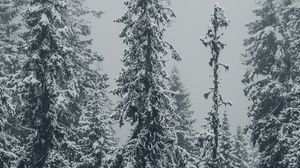 Превью обои елки, деревья, снег, зима, метель