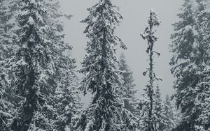 Превью обои елки, деревья, снег, зима, метель