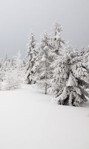 Превью обои елки, деревья, снег, зима, природа