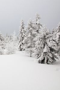 Превью обои елки, деревья, снег, зима, природа