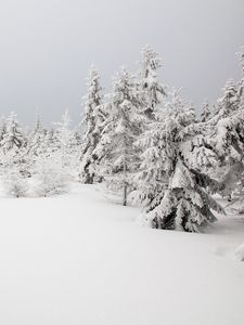 Превью обои елки, деревья, снег, зима, природа