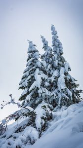 Превью обои елки, деревья, снег, зима