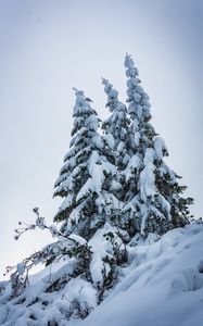 Превью обои елки, деревья, снег, зима