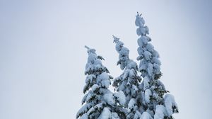 Превью обои елки, деревья, снег, зима