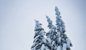 Превью обои елки, деревья, снег, зима