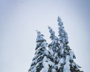 Превью обои елки, деревья, снег, зима