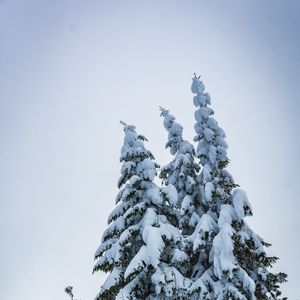 Превью обои елки, деревья, снег, зима