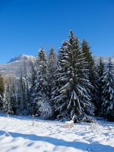 Превью обои елки, деревья, снег, гора, зима, пейзаж