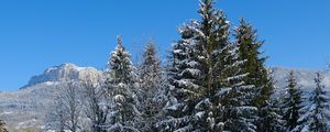 Превью обои елки, деревья, снег, гора, зима, пейзаж
