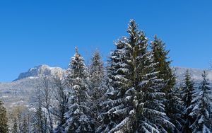 Превью обои елки, деревья, снег, гора, зима, пейзаж