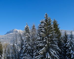 Превью обои елки, деревья, снег, гора, зима, пейзаж