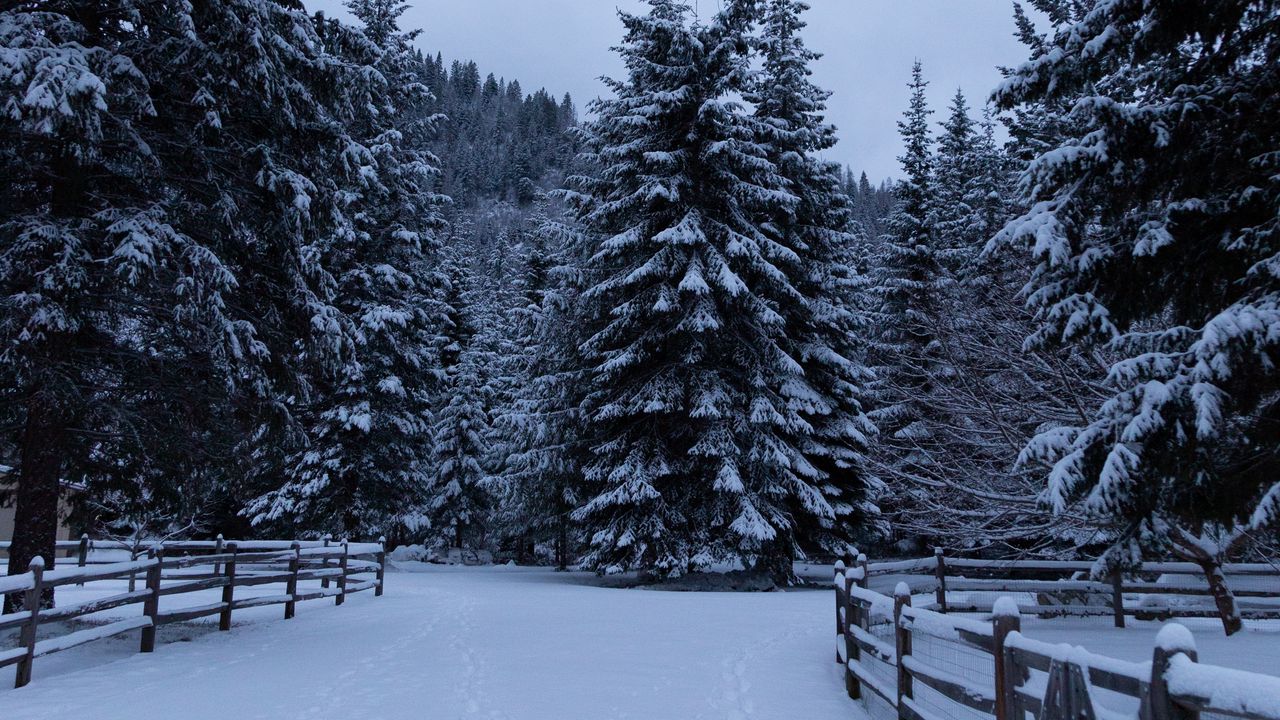 Обои елки, деревья, снег, забор, зима, природа