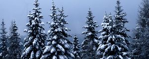 Превью обои елки, деревья, снег, зима, лес, природа