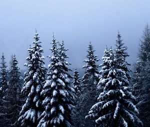 Превью обои елки, деревья, снег, зима, лес, природа