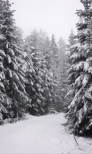 Превью обои елки, деревья, снег, зима, белый