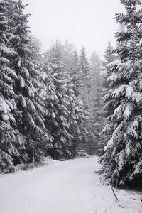 Превью обои елки, деревья, снег, зима, белый