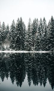 Превью обои елки, деревья, снег, озеро, отражение