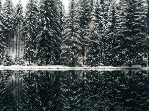 Превью обои елки, деревья, снег, озеро, отражение
