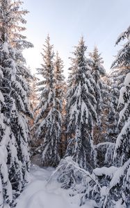 Превью обои елки, деревья, снег, зима, заснеженный