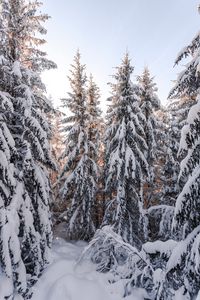 Превью обои елки, деревья, снег, зима, заснеженный