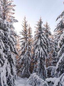 Превью обои елки, деревья, снег, зима, заснеженный