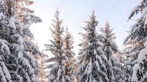 Превью обои елки, деревья, снег, зима, заснеженный