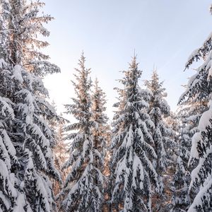 Превью обои елки, деревья, снег, зима, заснеженный