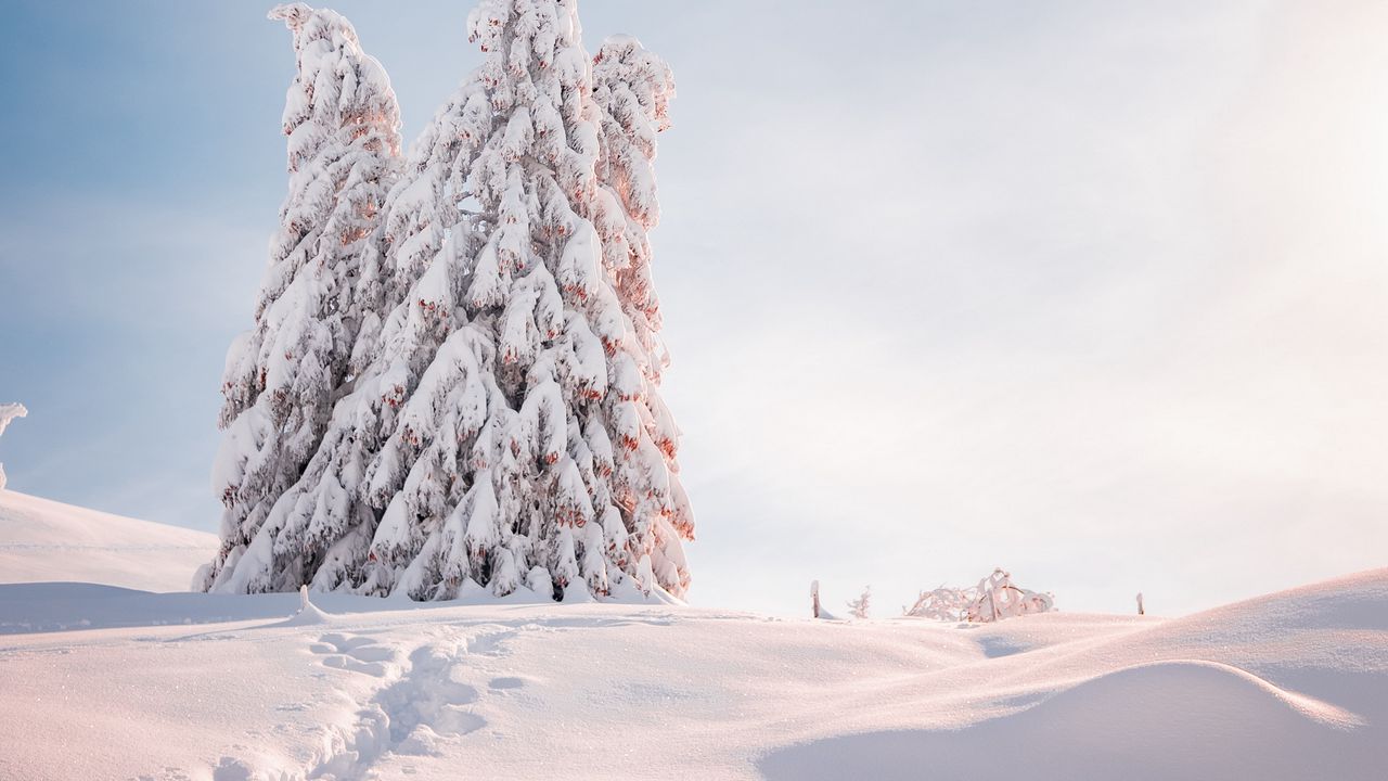 Обои елки, деревья, снег, свет, зима