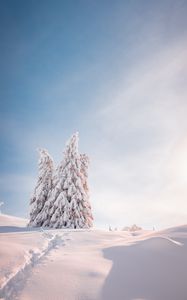 Превью обои елки, деревья, снег, свет, зима