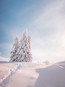 Превью обои елки, деревья, снег, свет, зима