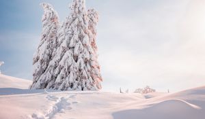 Превью обои елки, деревья, снег, свет, зима