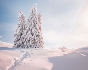 Превью обои елки, деревья, снег, свет, зима