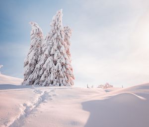 Превью обои елки, деревья, снег, свет, зима