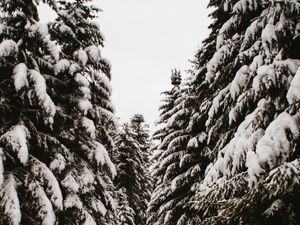 Превью обои елки, деревья, снег, тропинка, зима