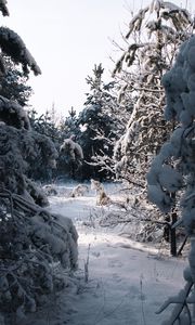 Превью обои елки, деревья, снег, зима, заснеженный, природа