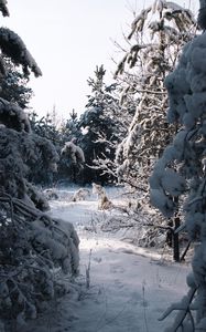 Превью обои елки, деревья, снег, зима, заснеженный, природа