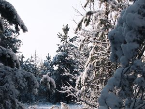 Превью обои елки, деревья, снег, зима, заснеженный, природа