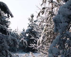 Превью обои елки, деревья, снег, зима, заснеженный, природа