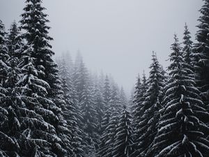 Превью обои елки, деревья, снег, метель, зима