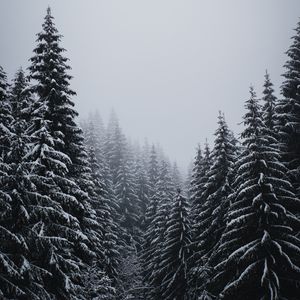 Превью обои елки, деревья, снег, метель, зима