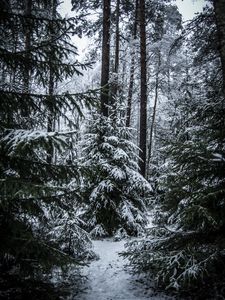 Превью обои елки, деревья, снег, лес, зима