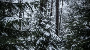 Превью обои елки, деревья, снег, лес, зима