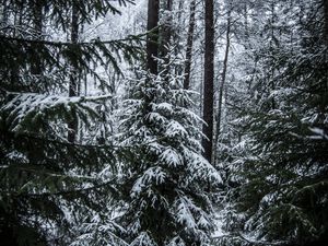 Превью обои елки, деревья, снег, лес, зима