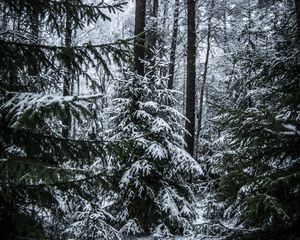 Превью обои елки, деревья, снег, лес, зима