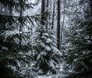 Превью обои елки, деревья, снег, лес, зима